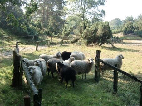 Schermbeck : Impressionen aus dem Naturschutzgebiet Loosenberge